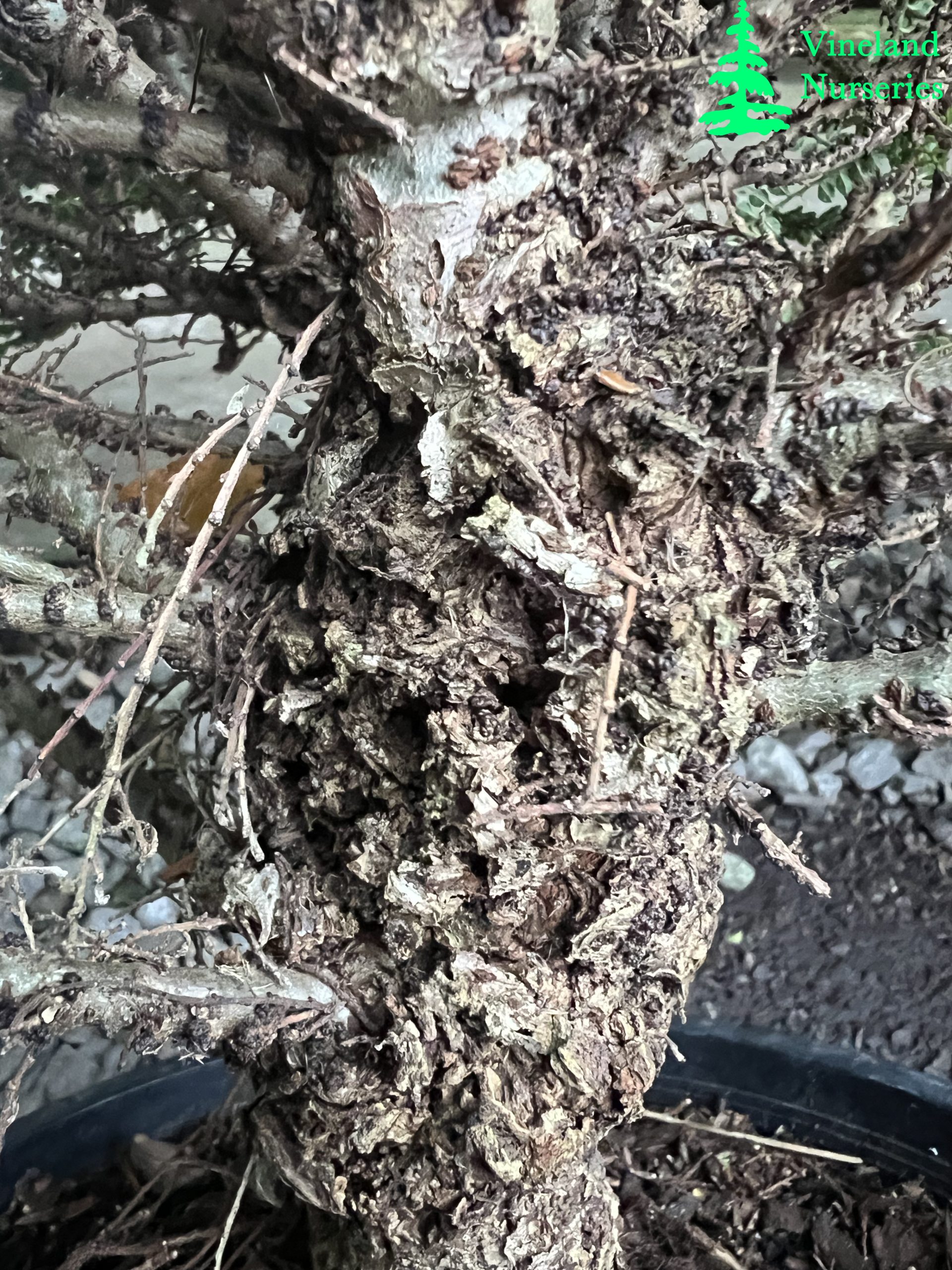Ulmus Parvifolia Seiju 2